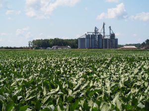 an image with grain silos in the back and a field of soybeans.