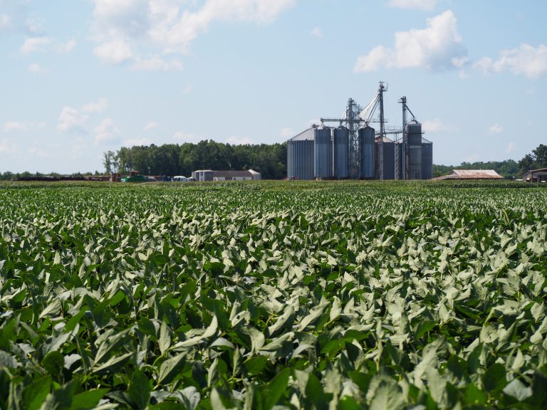 an image with grain silos in the back and a field of soybeans.