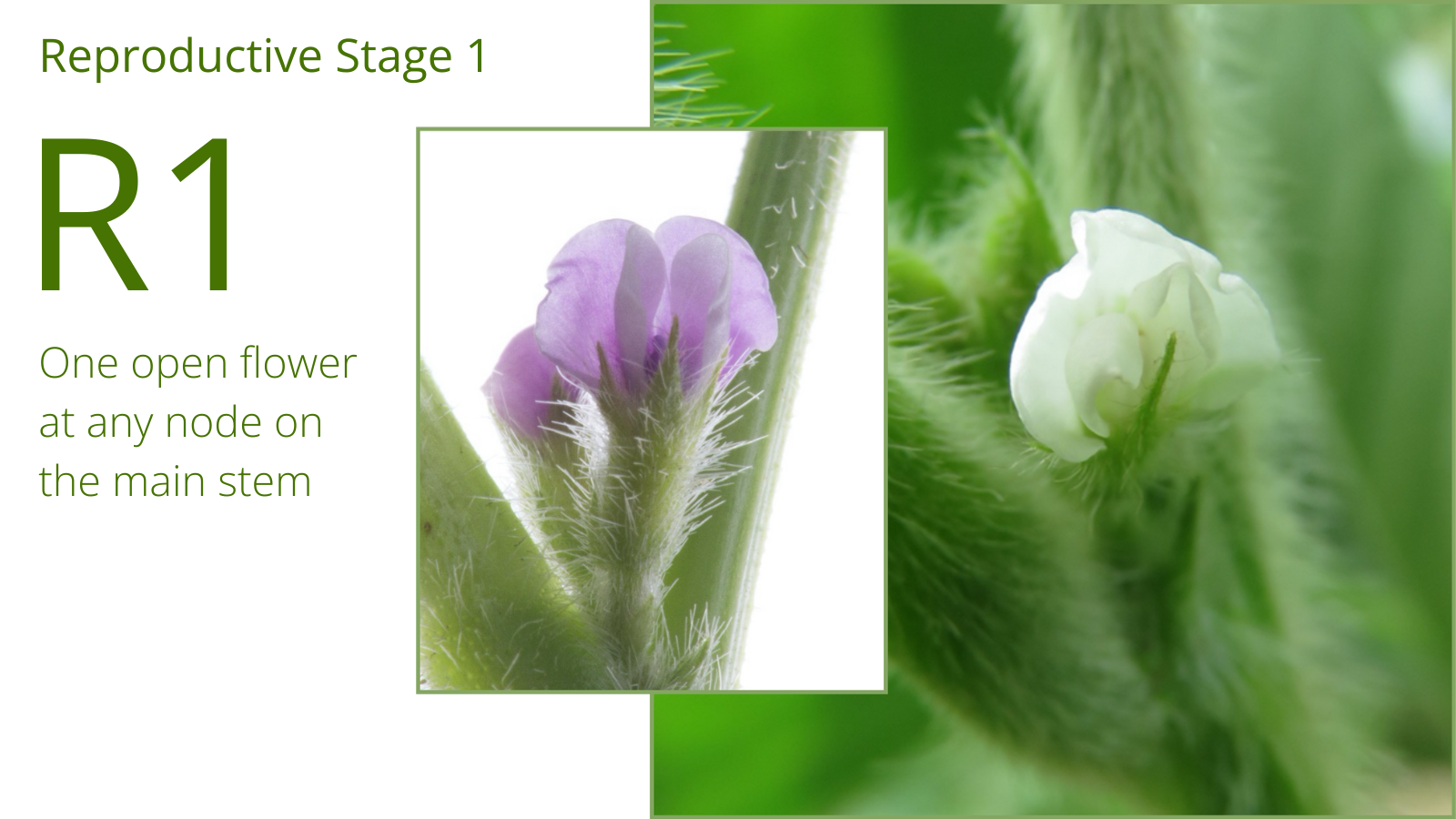 The Soybean Growth Cycle: Important Risks, Management, and Misconceptions