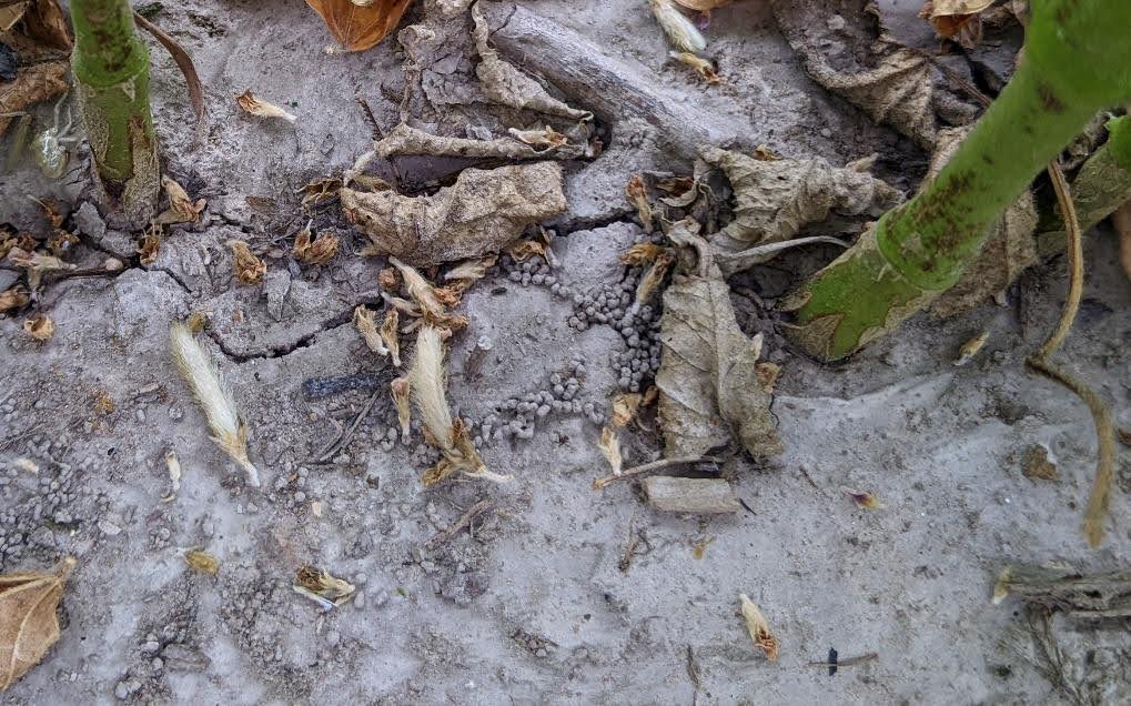 decayed soybeans on the ground, showcasing abscised soybean flowers and pods