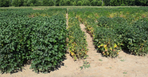 Photo of a soybean field. The left two rows appear healthy and bushy, while the right three rows appear stunted and yellowing.
