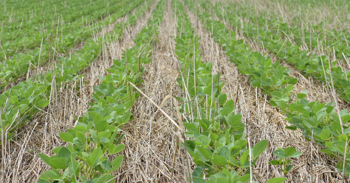 Cover Crops that have been terminated and are straw with soybeans planted into the residue.
