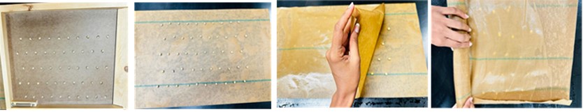 Figure outlining the initial steps in a warm germination test.