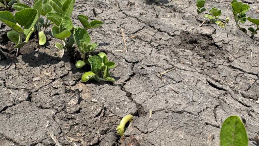 A row of soybeans with plants of varying heights due to uneven emergence.
