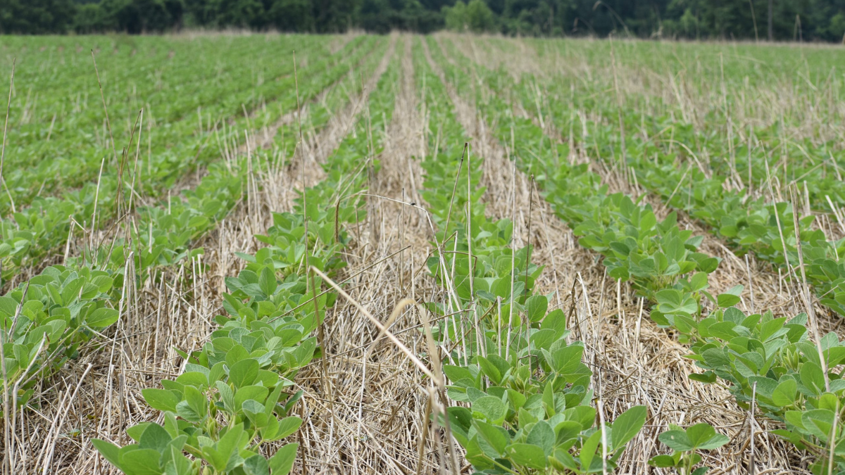 A field of soybeans with heavy rye cover crop residue.