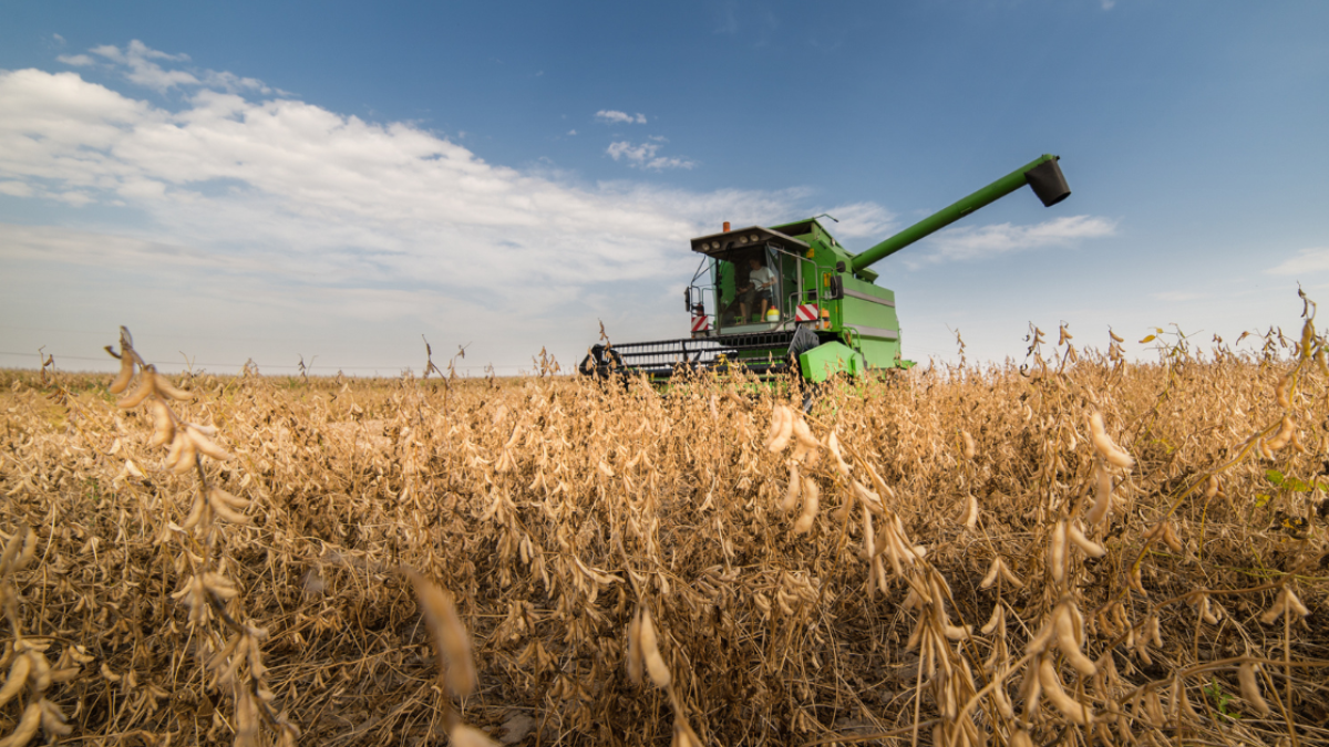 A green combine with the grain arm out in a field of mature soybeans.