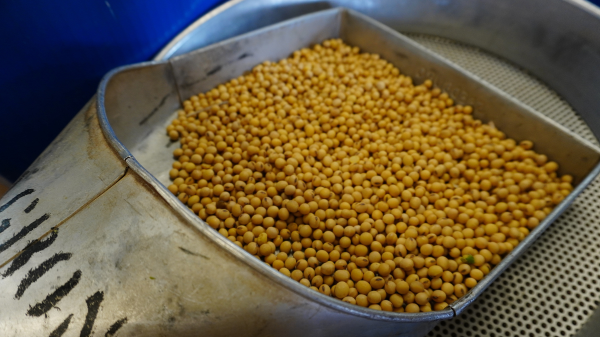 Soybean seeds in a tray.