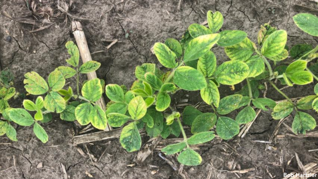 Young soybean plants showing HPPD herbicide injury.