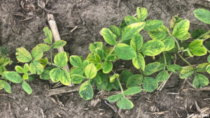 Young soybean plants showing HPPD herbicide injury.