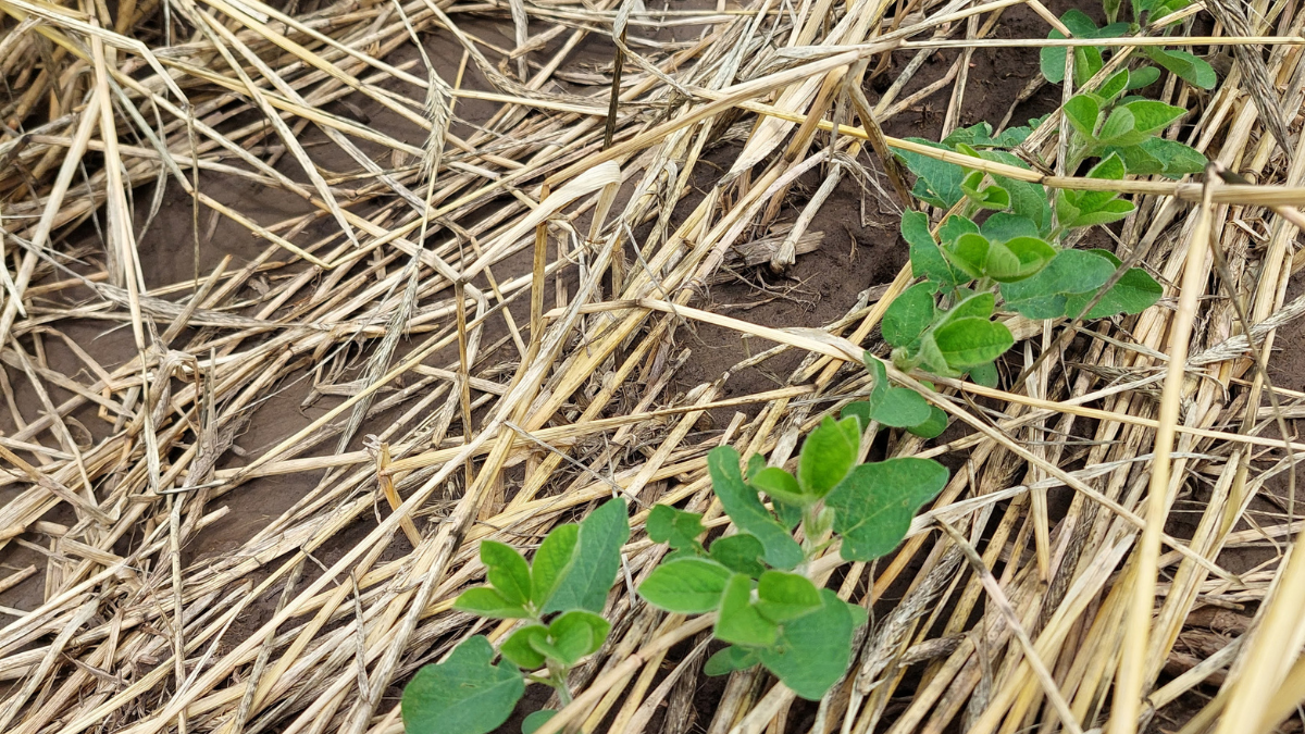 Close up of VC stage soybeans in cover crop residue.