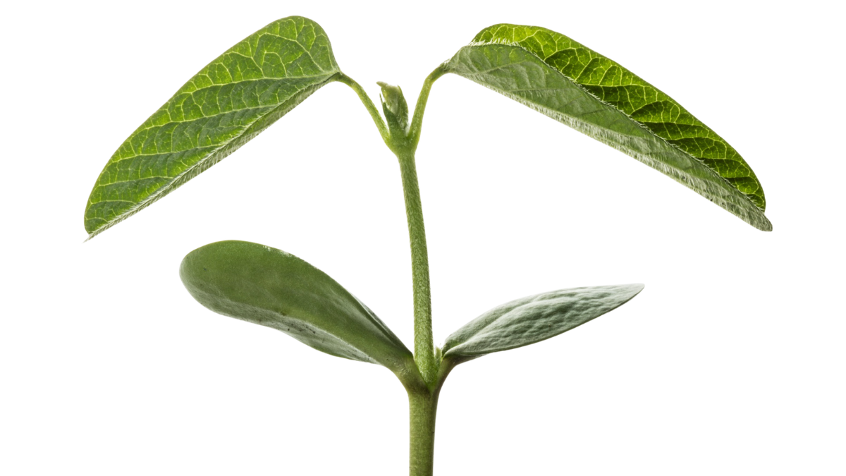 Soybean seedling on a white background.