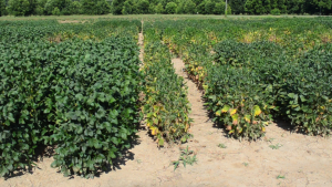 Plots of soybeans showing disease symptoms on the right compared to healthy plants on the left.