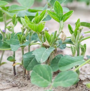Soybean seedlings with deer damage.