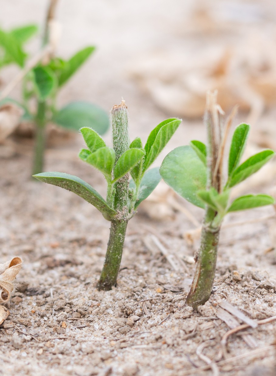 deer damage to soybean seedlings
