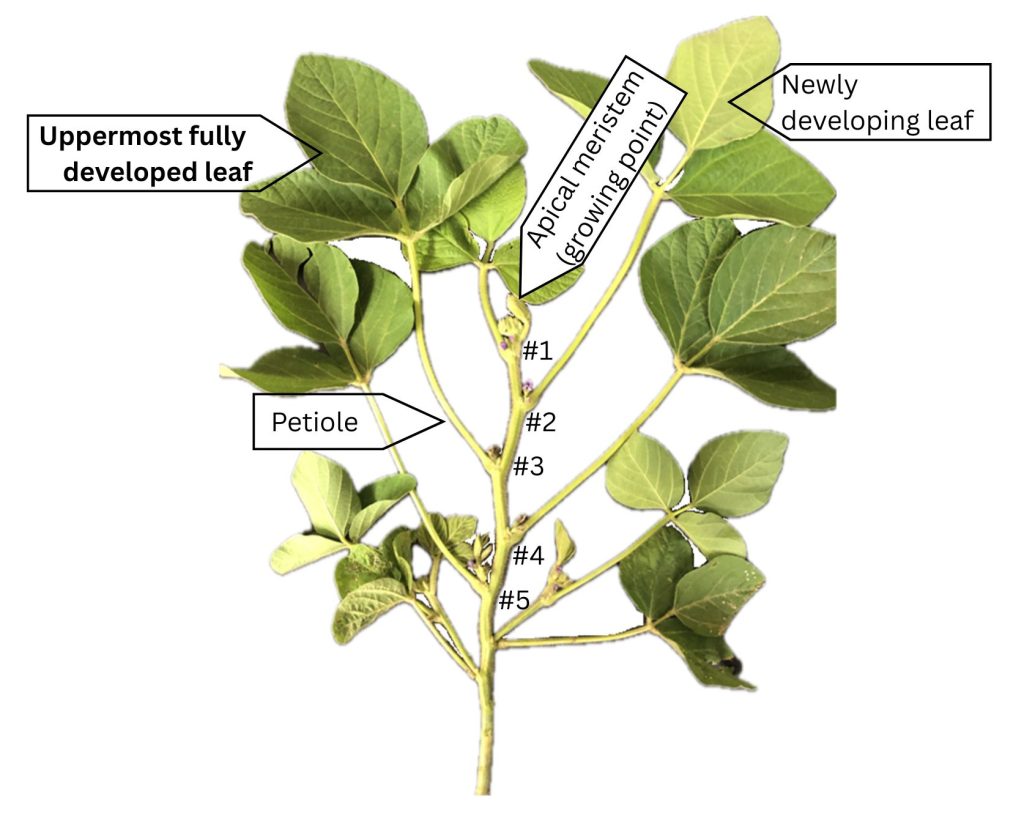 For tissue testing soybean, a graphic of a soybean plant with growing points numbered and parts labels: "uppermost fully developed leaf," "newly developing leaf," "apical meristem (growing point," and "petiole."