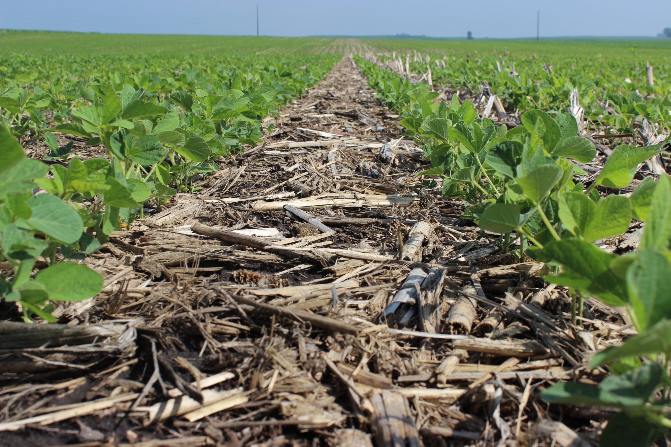 a no-till soybean field with crop residue on the soil surface and rows of healthy soybean crops.