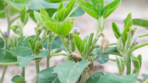 Soybean plants with deer damage.
