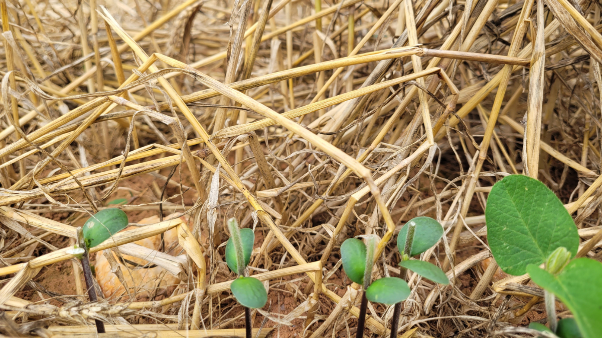 Soybean seedlings that have been damaged by deer in a field with heavy residue.