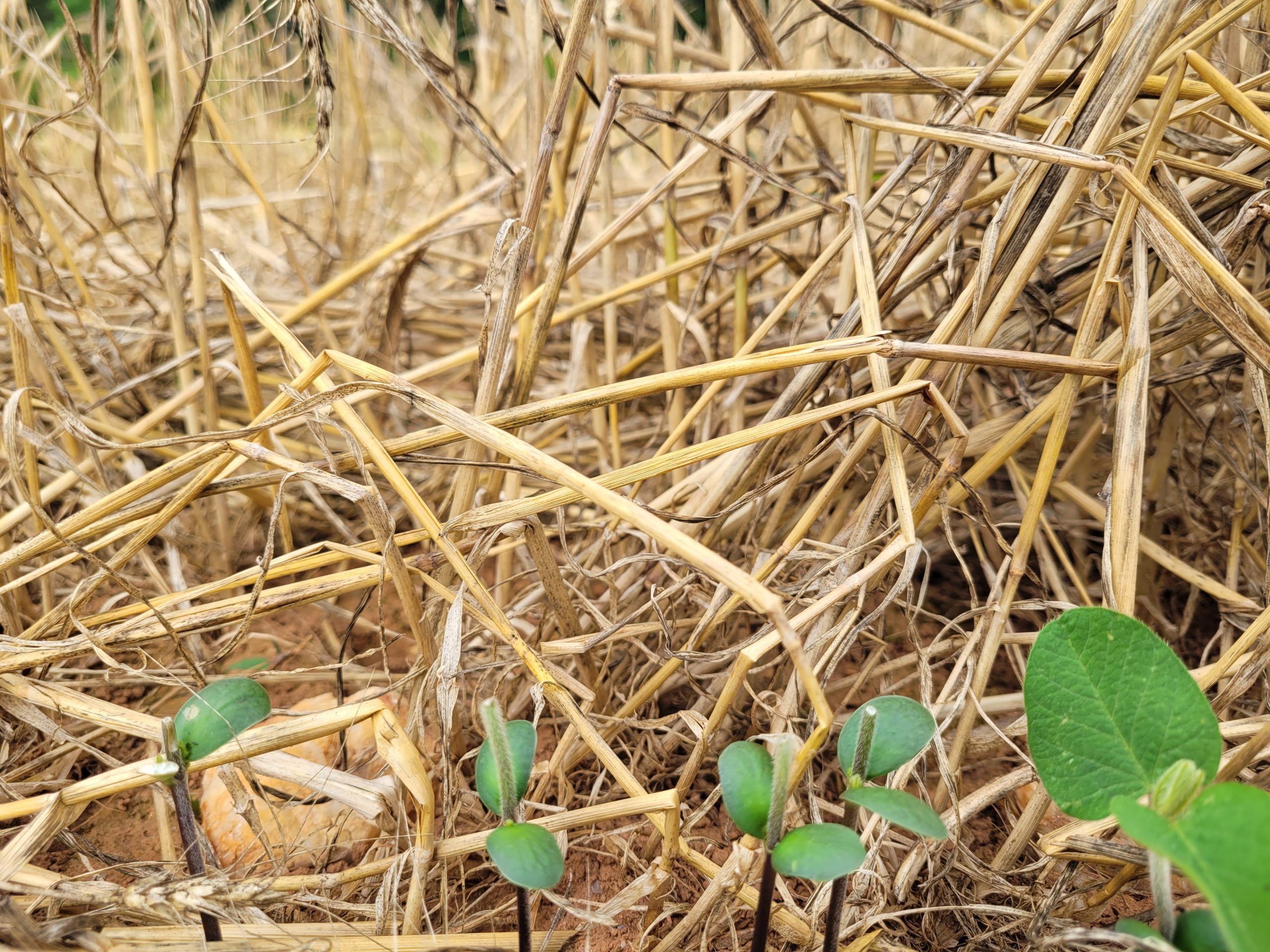 Soybeans with the upper leaves
removed, but the cotyledons intact.