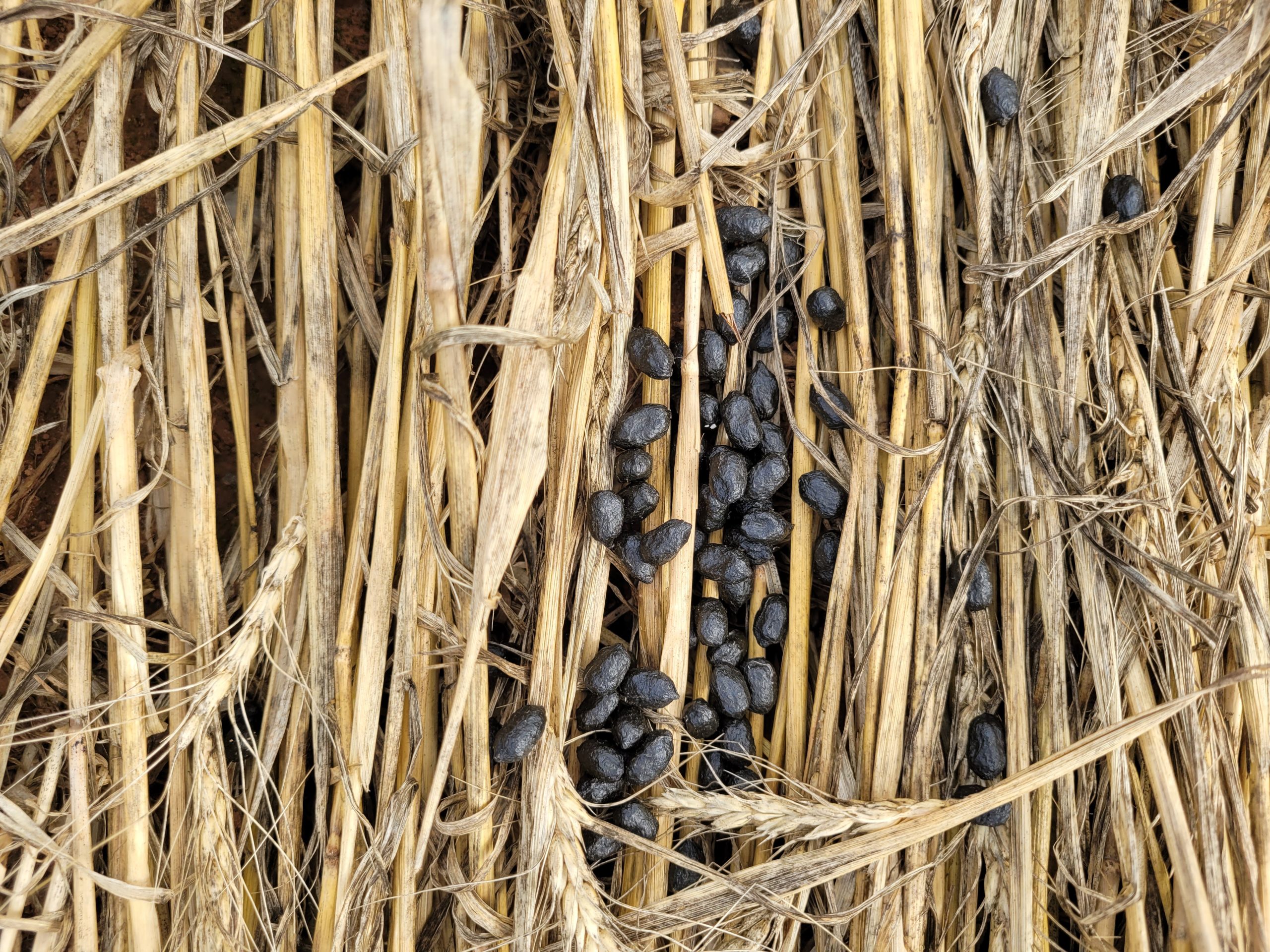 deer droppings in a field