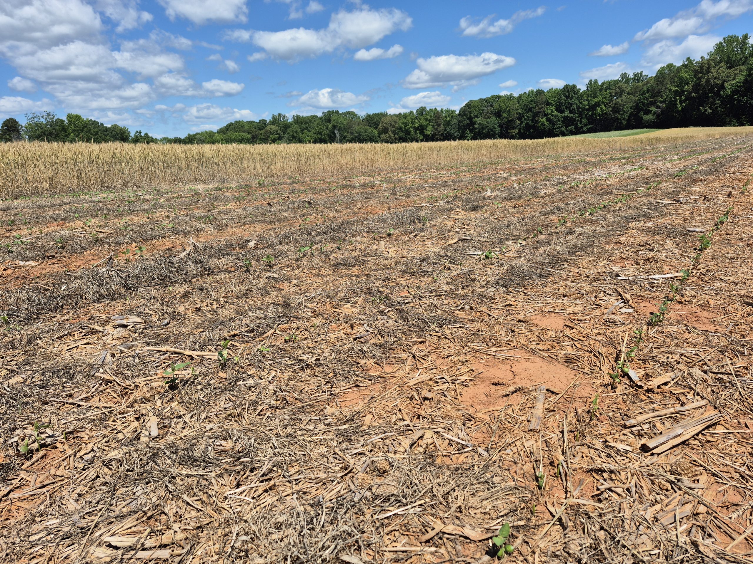 A field of soybeans near a wooded area showing signs of deer damage