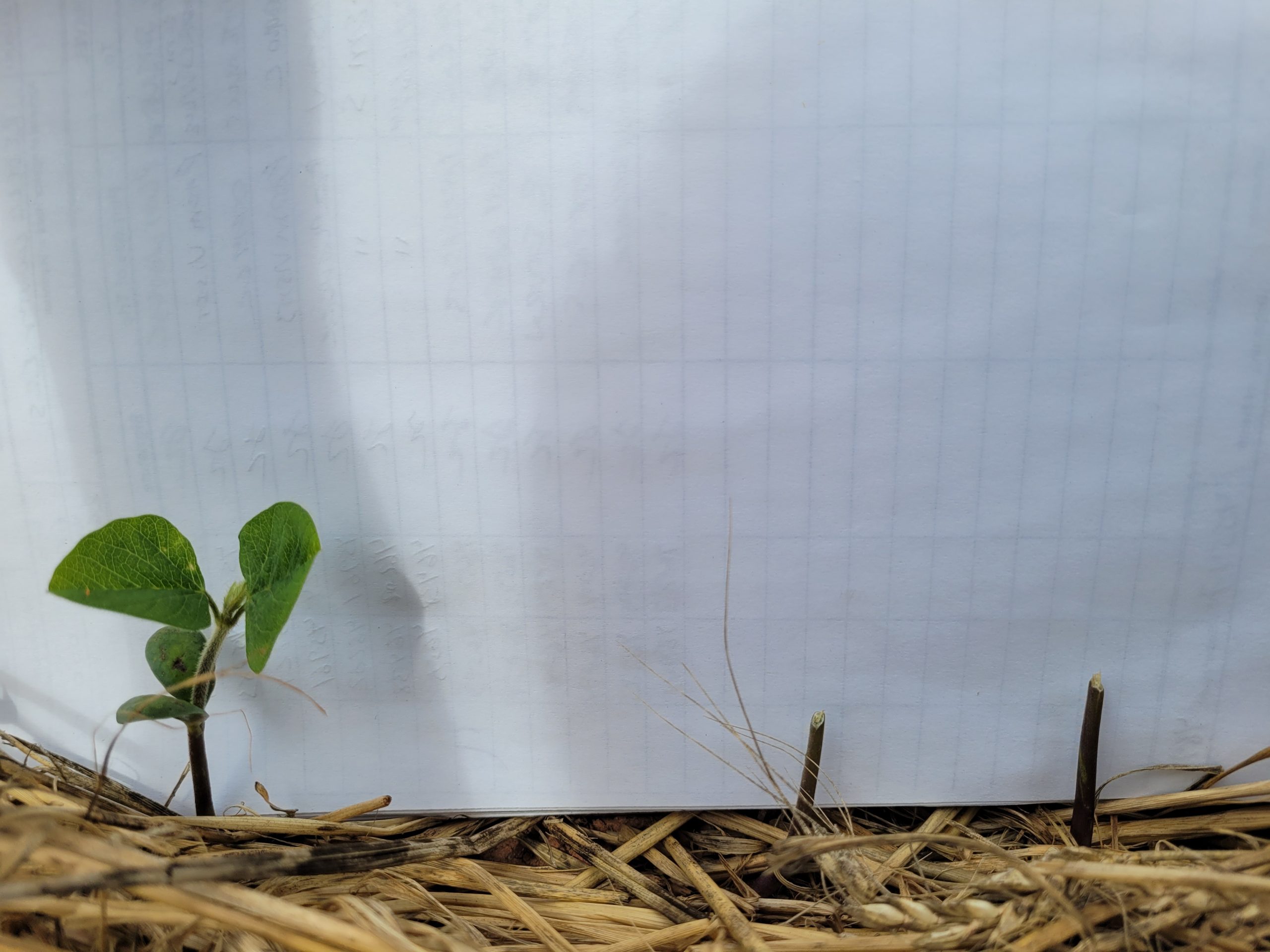 A healthy soybean seedling (left), compared to two soybean seedlings that have had
the cotyledons and leaves bitten off by deer (right)