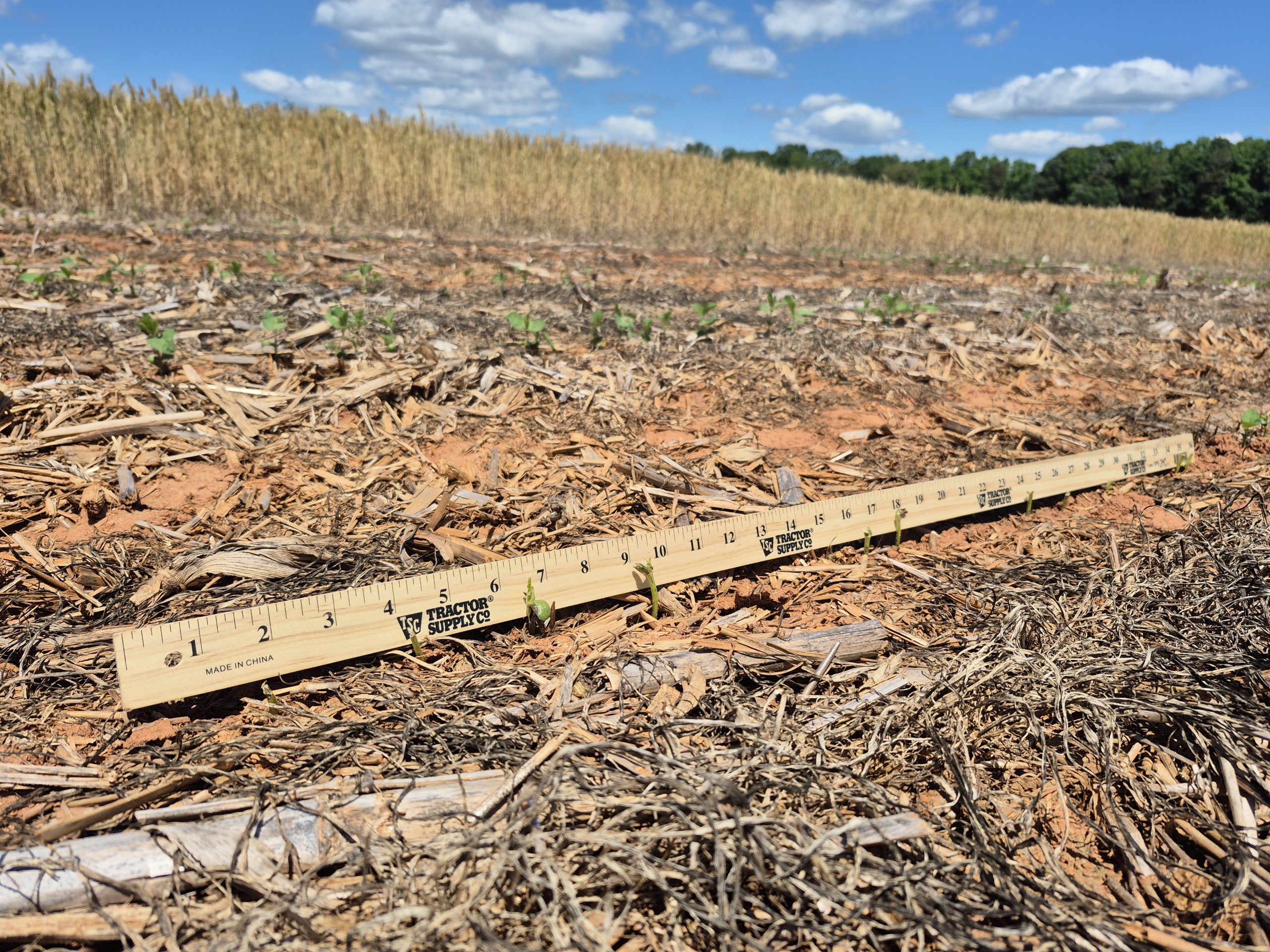 A ruler set along a row of soybean seedlings with several missing