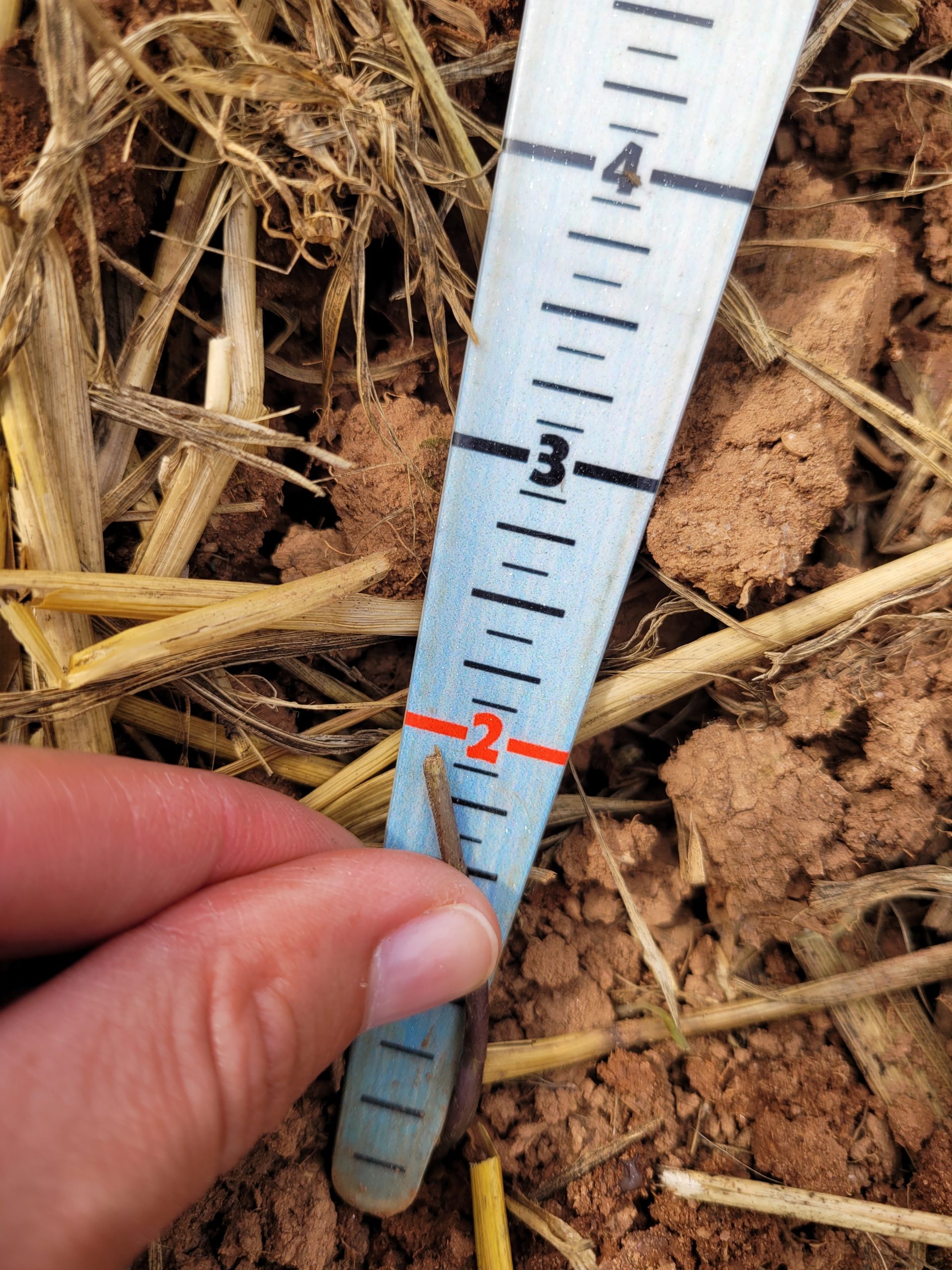 A soybean stem with the cotyledon removed being measured up against a ruler which shows it is 2 inches tall