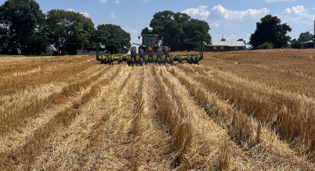 A wheat field that has been harvested with the bulk of straw remaining. In the distance you can see a combine moving away from the camera with a blue sky.