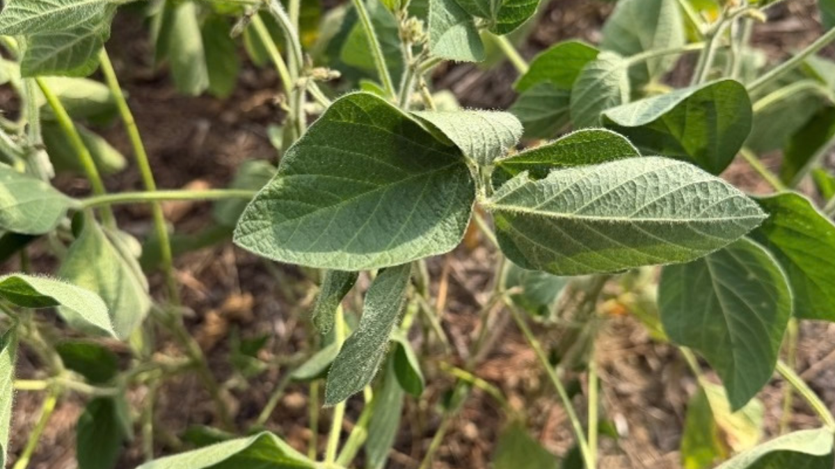 Close up of soybean leaves that are curling due to heat stress.