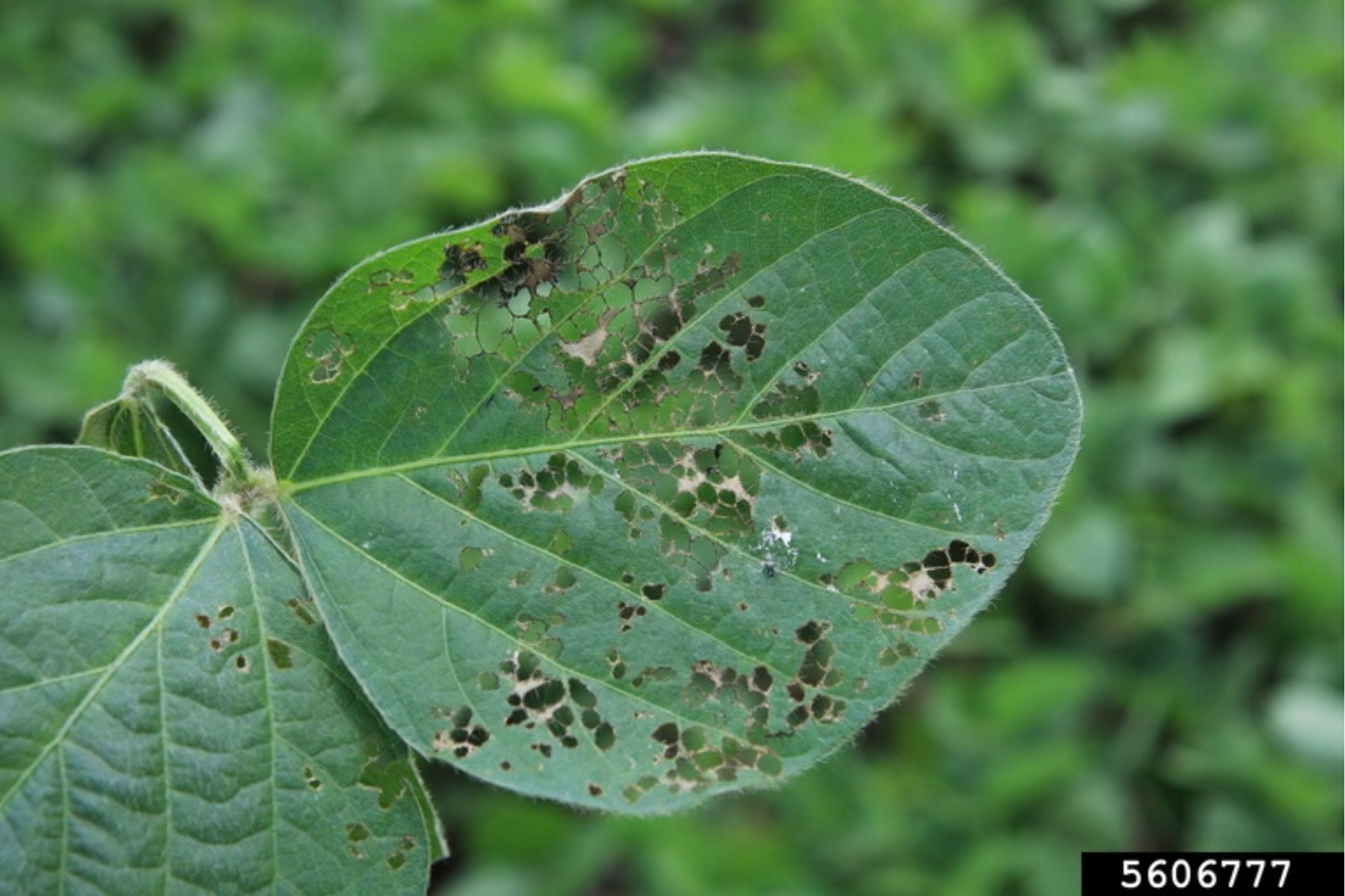 Close up photo of a soybean leaf with defoliation due to bean leaf beetle feeding.