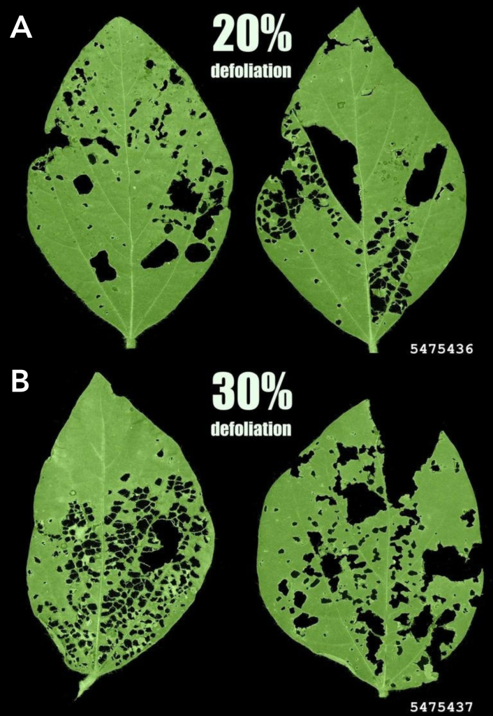 Two paneled figure showcasing 20% soybean defoliation in the top or A panel and 30% soybean defoliation in the bottom or B panel.