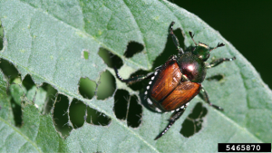 Close up photo of a Japanese beetle feeding on a soybean leaf. Credit for photo 5465870 is to Daren Mueller, Iowa State University, Bugwood.org