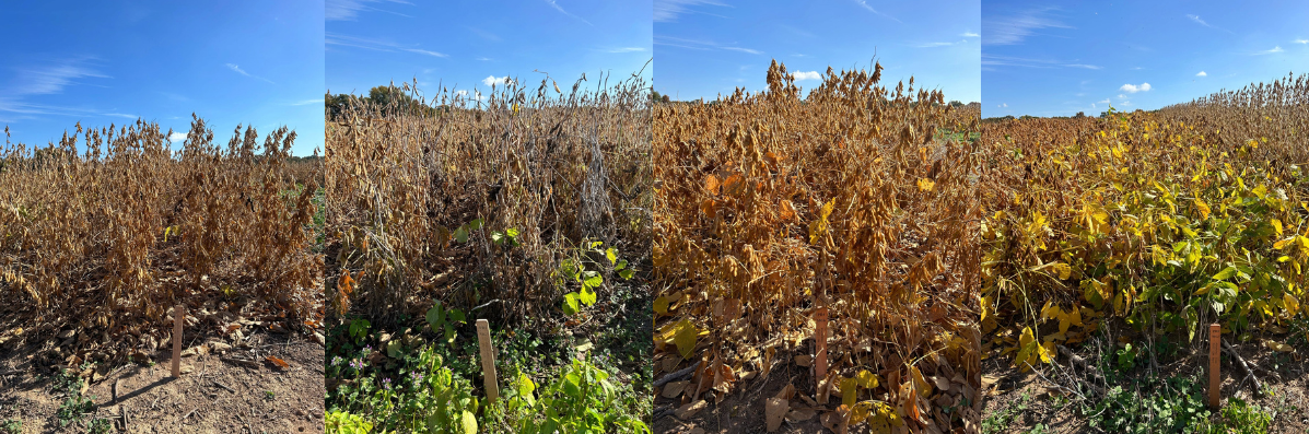 Four paneled figure displaying soybean plots in varying degrees of lodging. 