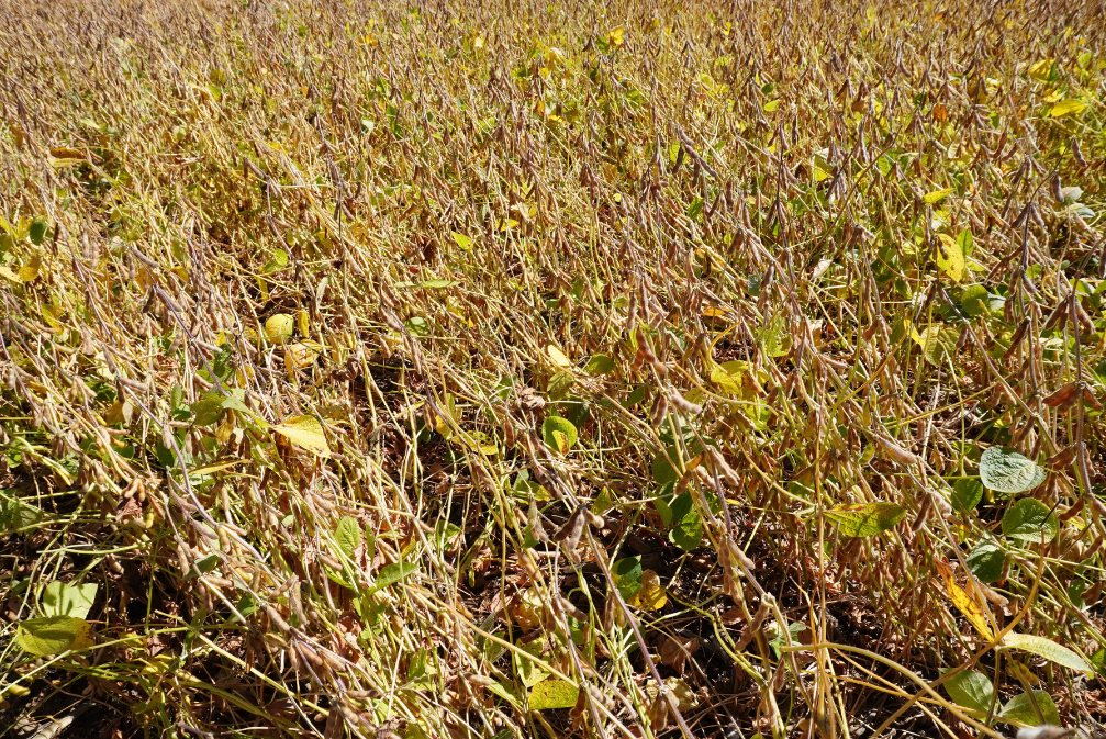 Soybean field with lodged plants.