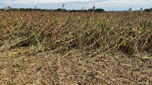A field of lodged soybean plants.