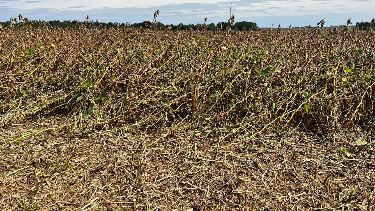 A field of lodged soybean plants.