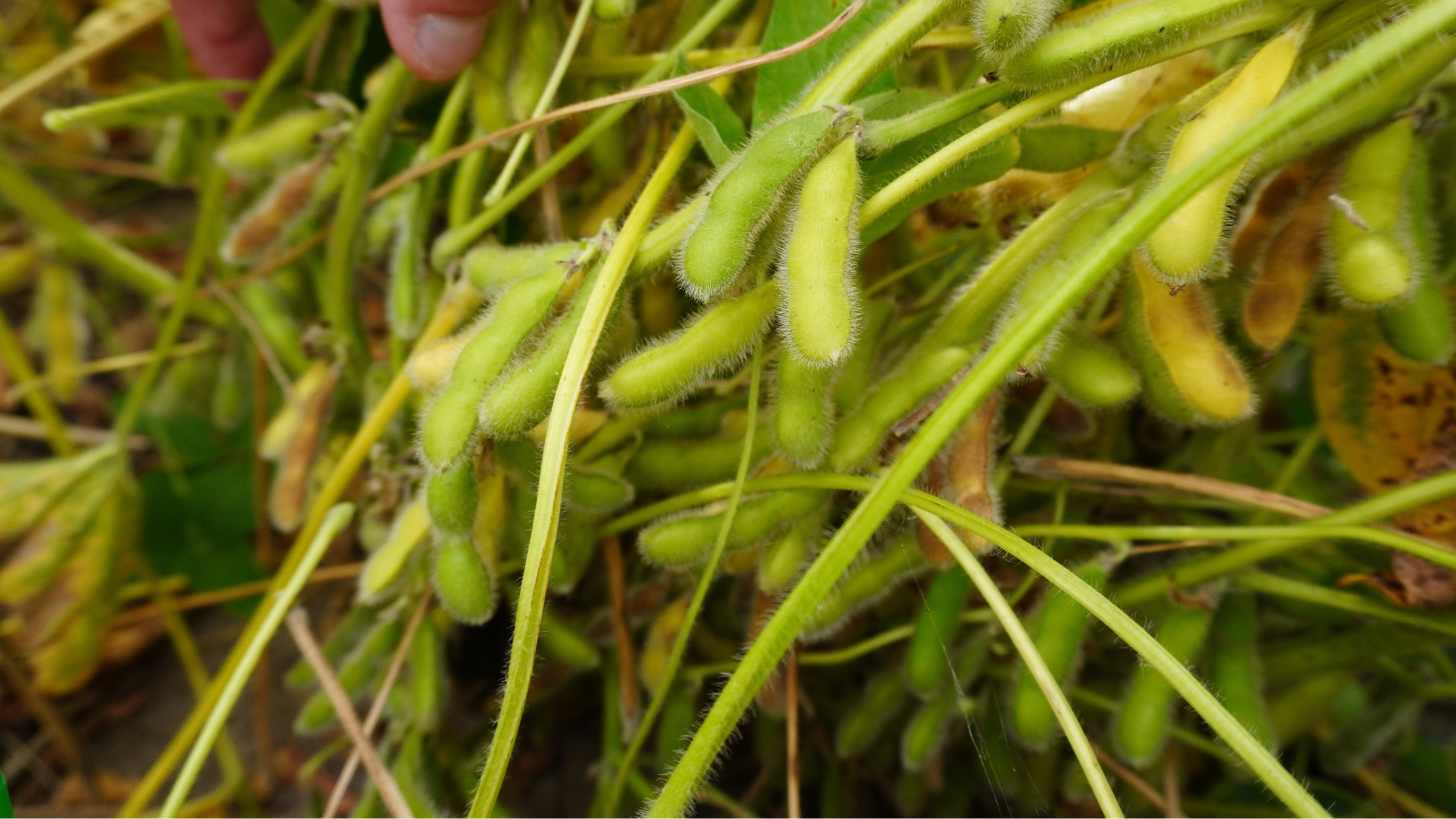 Several soybean stems with developing pods. Stems are beginning to turn yellow.