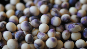 Up close image of soybean seeds with purple seed stain. Photo Credit: Adam Sisson