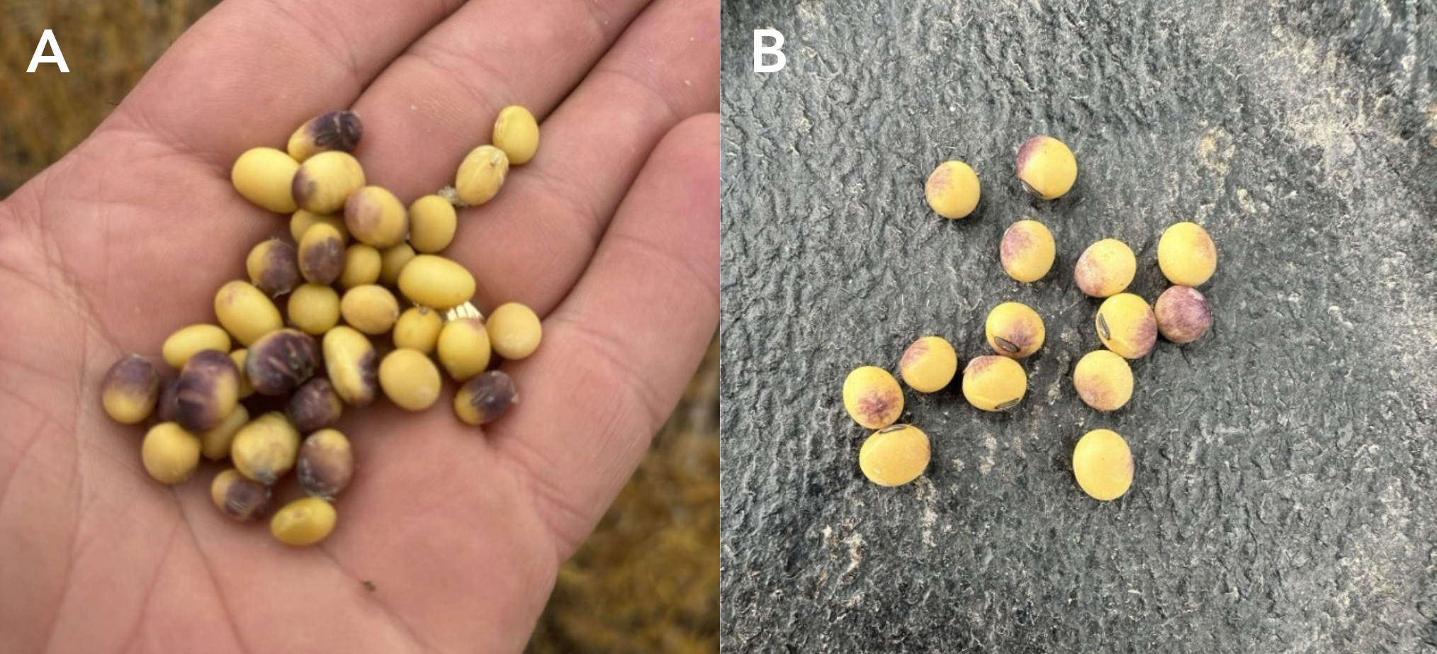 Left panel contains soybean seeds in a hand showing purple seed stain. Right panel contains soybean seeds in a black, textured tray showing purple seed stain.