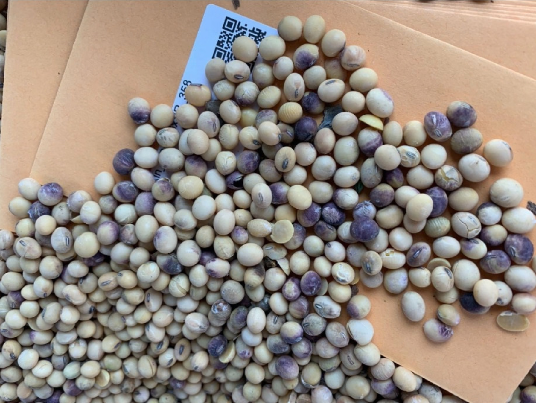 Soybean seeds on a manila envelope showing a variety of seed quality issues, but primarily purple seed stain.
