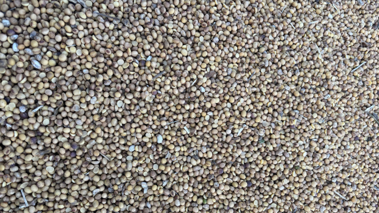 Image of soybean seeds showcasing many seed quality problems.