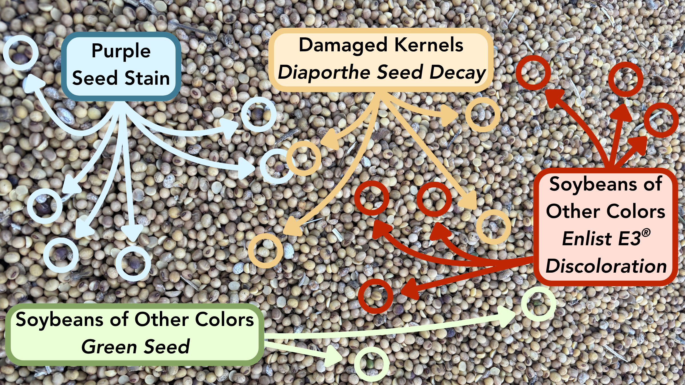 Image of soybean seeds showcasing many seed quality problems. Purple seed stain is identified in six light blue circles in the top left. Damaged kernels from Diaporthe seed decay are identified in four beige circles in the upper middle. Soybeans of other colors green seed is identified in two light green circles in the lower middle. Soybeans of other color from Enlist E3 discoloration is identified in six red circles on the right side.