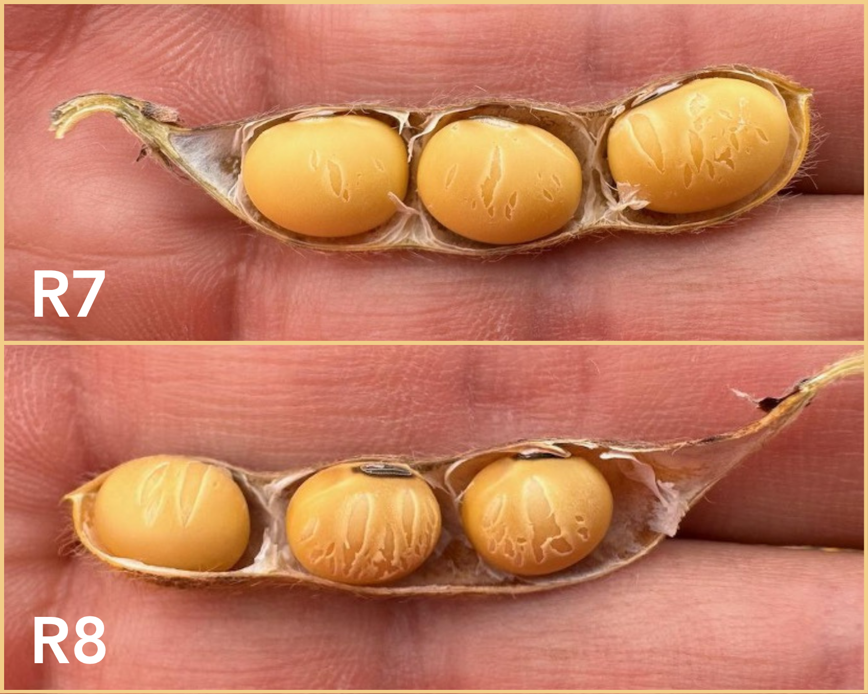 A two panel figure containing two photos. Both photos are a close up of a split open, mature soybean pod containing 3 seeds. The top photo is at the R7 growth stage and the bottom photo is of the R8 growth stage. The bottom photo shows greater cracking.